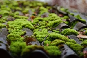 Vihreä sammal kasvaa vanhan omakotitalon kattotiilien pinnalla