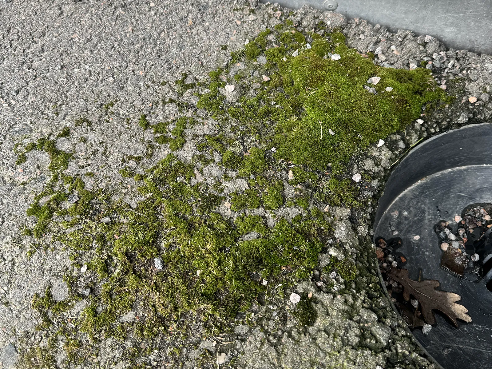 Sammaleen poisto kivetykseltä